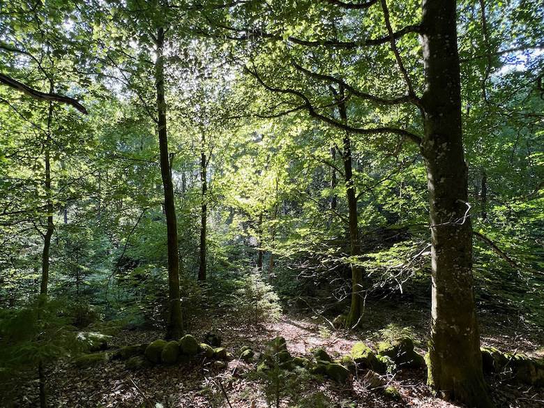 Award nomination for Icebug forestry initiative