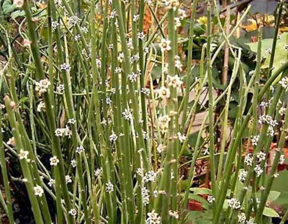 BST: Microalgae is the future of bio                                                                                                                                                                    