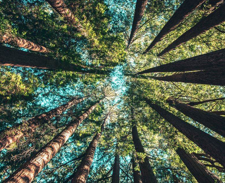 Patagonia to work with Canopy on ‘next gen’ packaging