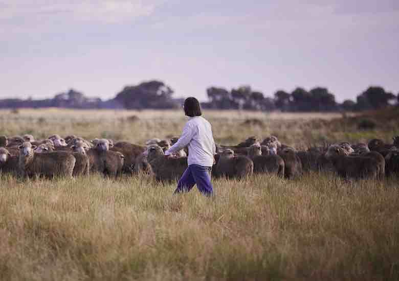 Grant will help Australia’s woolgrowers set up insetting