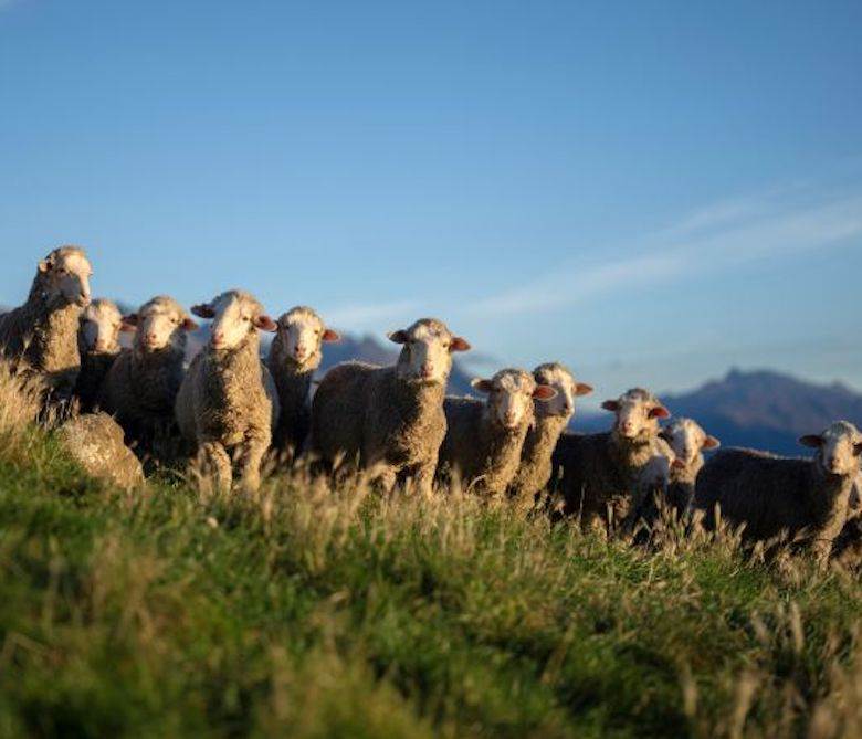 Animal welfare breaches confirmed by New Zealand government                                                                                                                                             