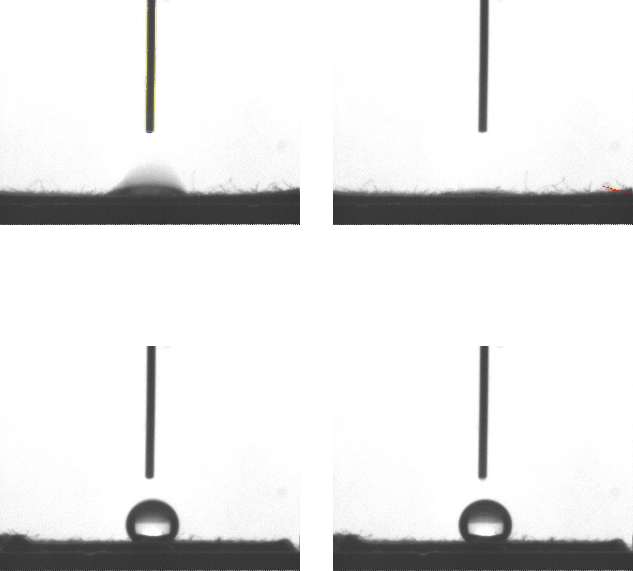 Could cottonseed oil be a PFAS alternative?                                                                                                                                                             