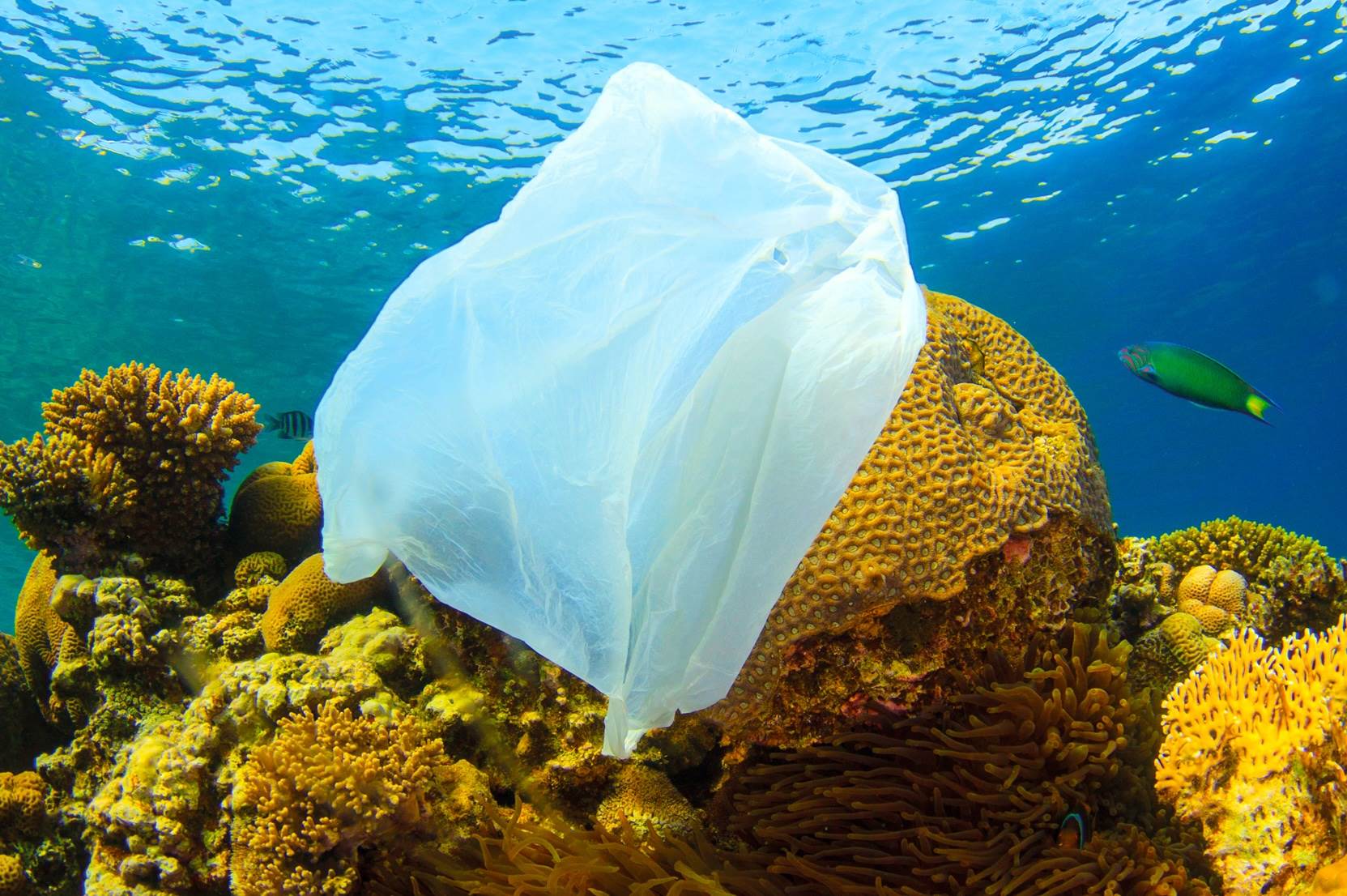 Seaqual launches ocean-minded non-profit                                                                                                                                                                