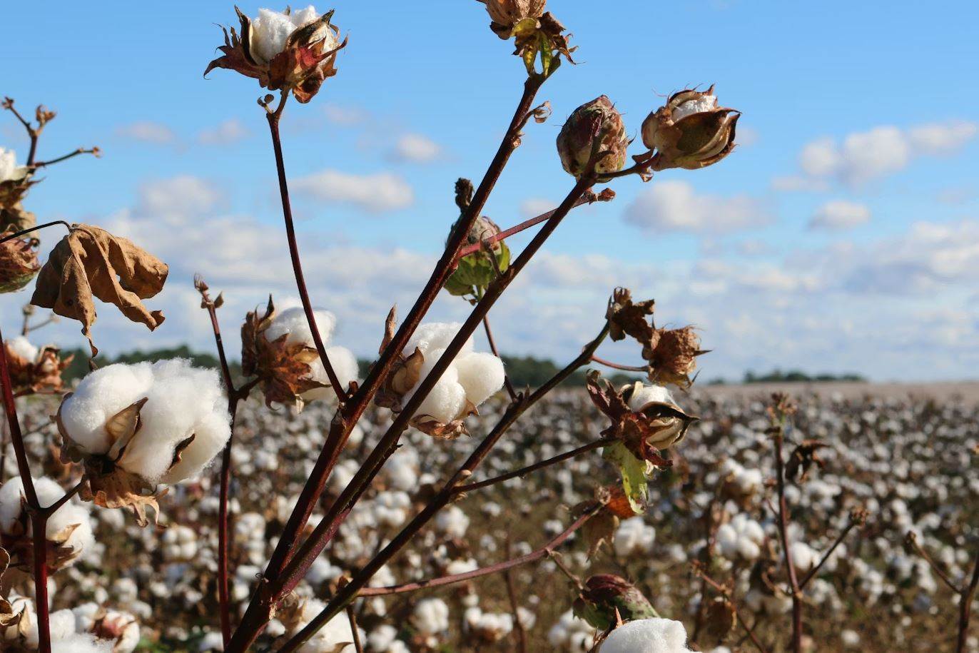 US Cotton Trust Protocol celebrates successes                                                                                                                                                           