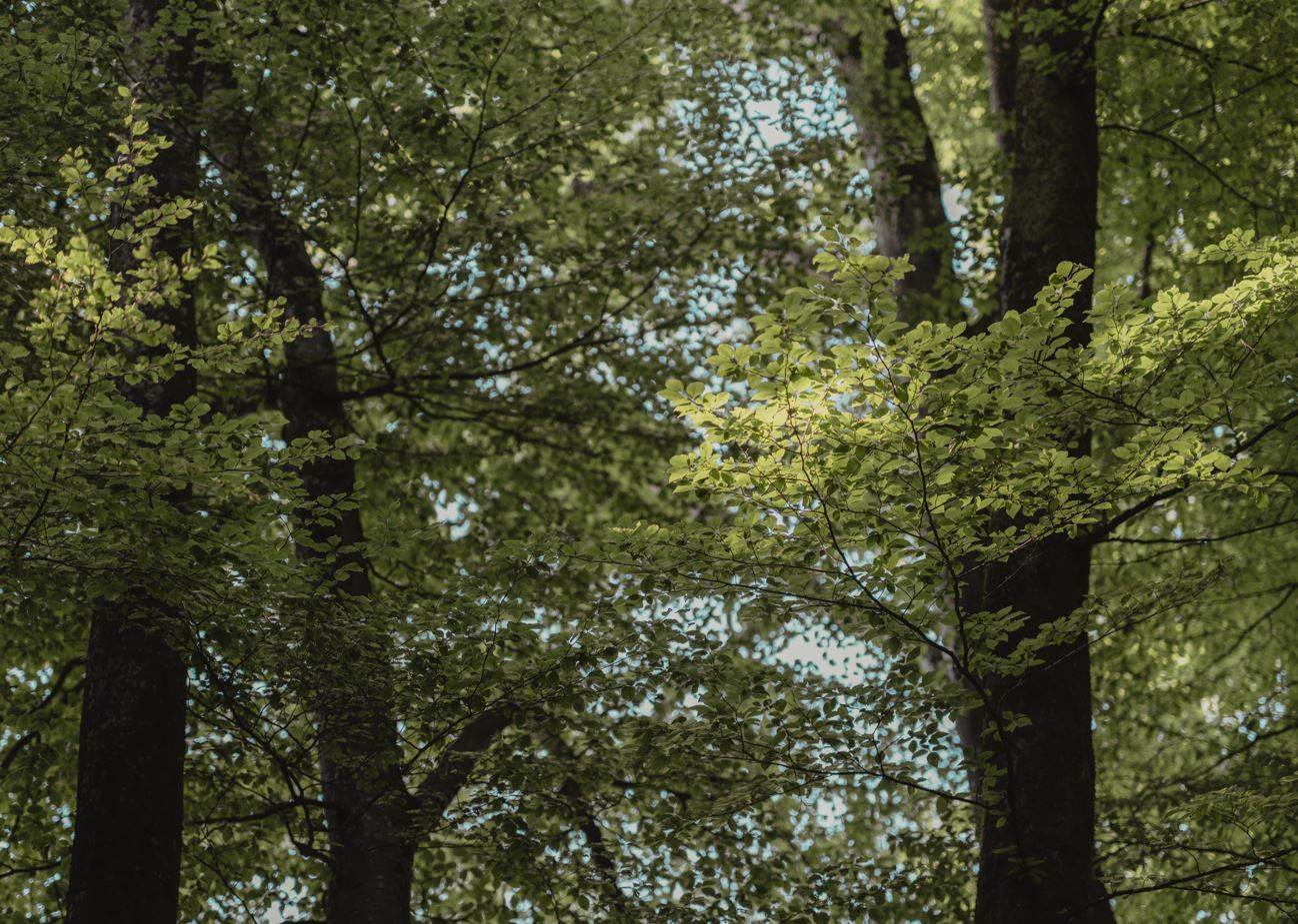 Lenzing to boost TreeToTextile to commercial scale                                                                                                                                                      