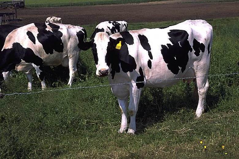 White House strategy will boost efforts to cut cattle carbon emissions