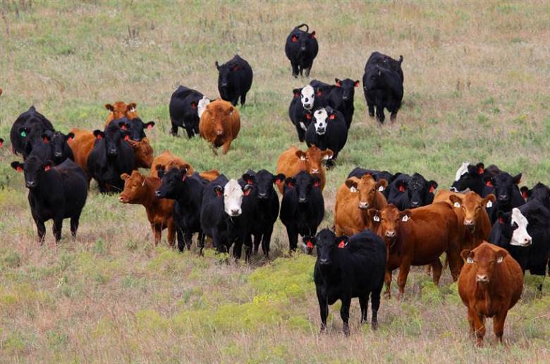 Cargill to embark on cattle sustainability programme