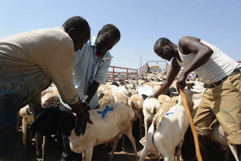 Record livestock exports for Somalia