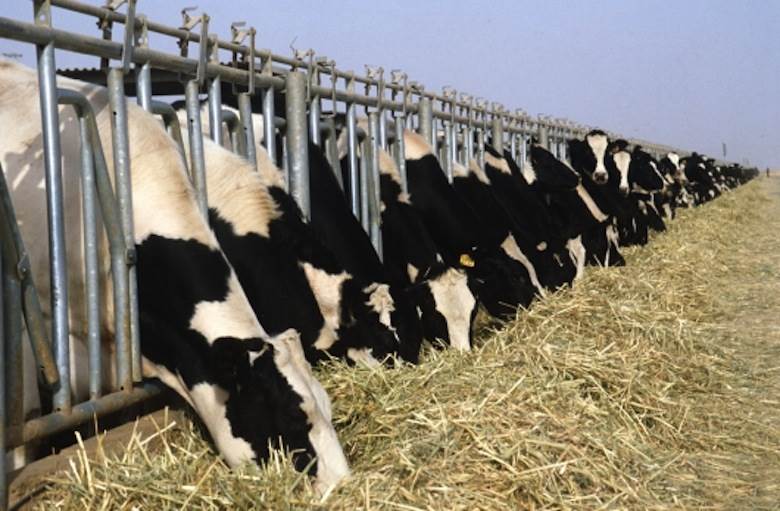 FAO predicts “modest expansion” in meat production in 2015