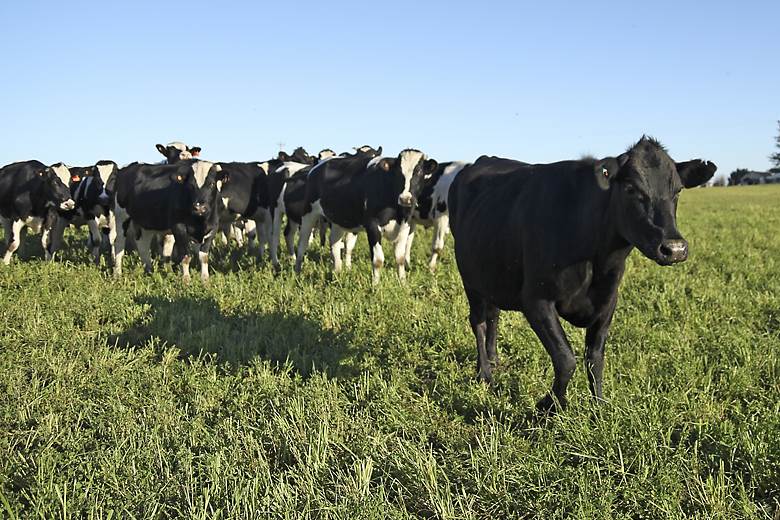 China’s restrictions hold US beef industry back