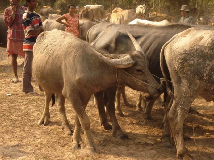 WHO calls for urgent restrictions on use of antibiotics in livestock