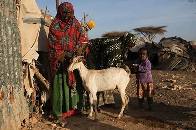 Livestock at the heart of famine-prevention in Somalia