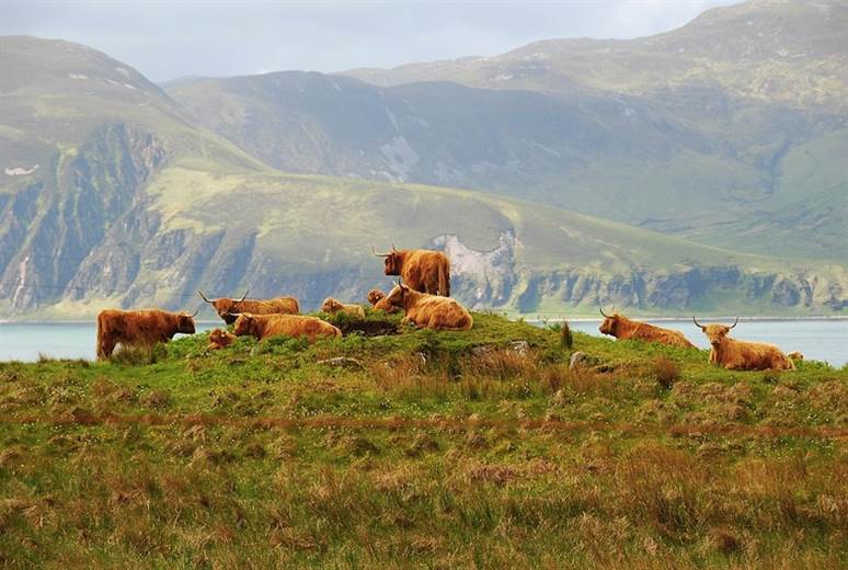 Feed supplement can lower cows’ methane emissions by 30%