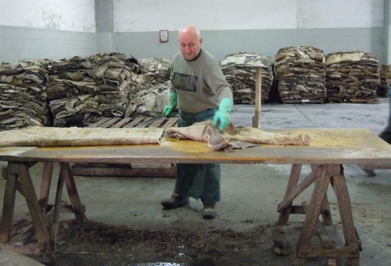 ‘Doomsday scenario’ suggests big drop in hide prices