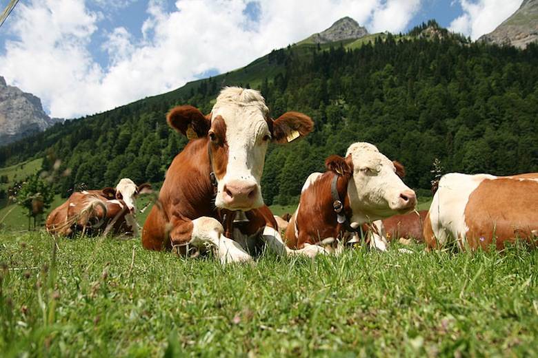 Leather initiative to launch at Global Roundtable for Sustainable Beef conference