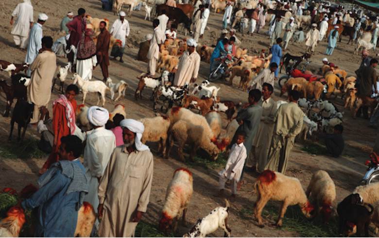 Livestock is essential for 600 million of the world’s poorest households
