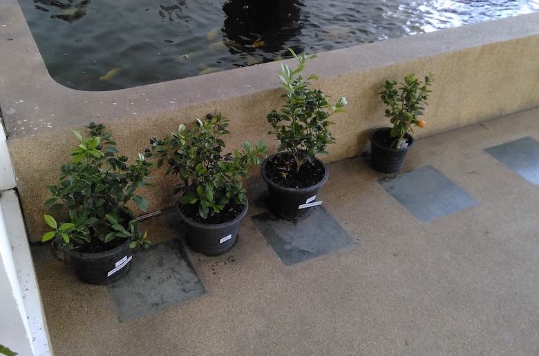 Plant-food product from lime split residue