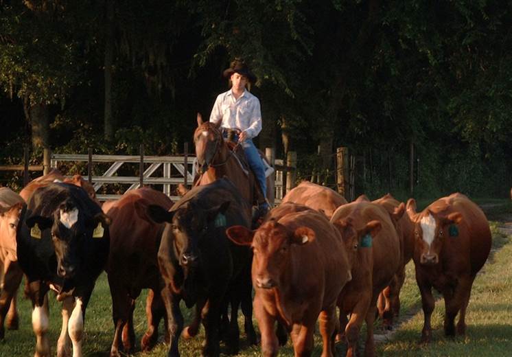 Frank Mitloehner explains livestock emissions to US Senate committee