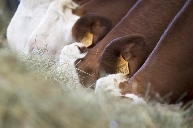 Feed additive will reduce cattle methane emissions by 30%