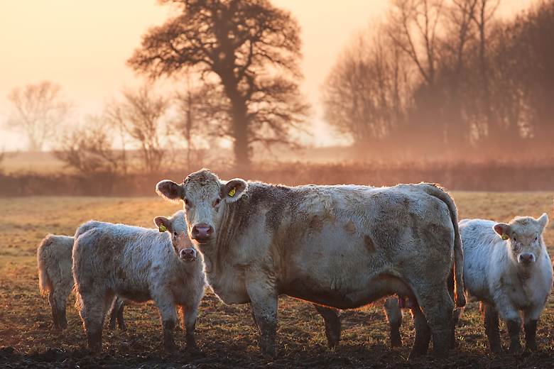 USHSLA launches ‘groundbreaking’ traceability programme