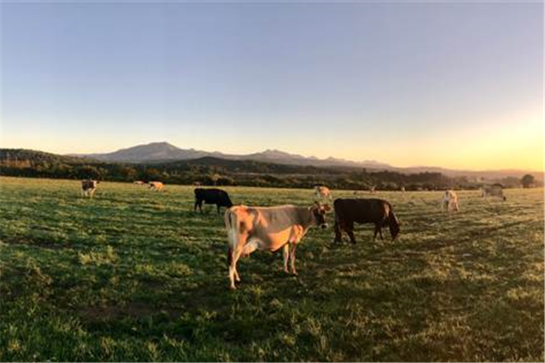 Timberland and OHP partner on regeneratively-grazed cattle