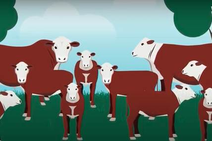 MLA produces videos about traits for choosing cattle