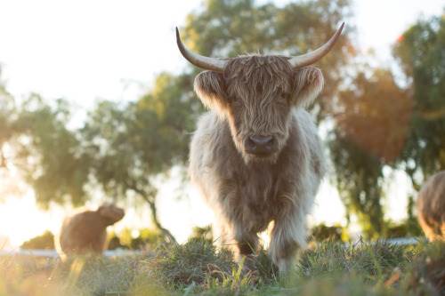 New organic standard hopes to ‘heal broken agriculture system’