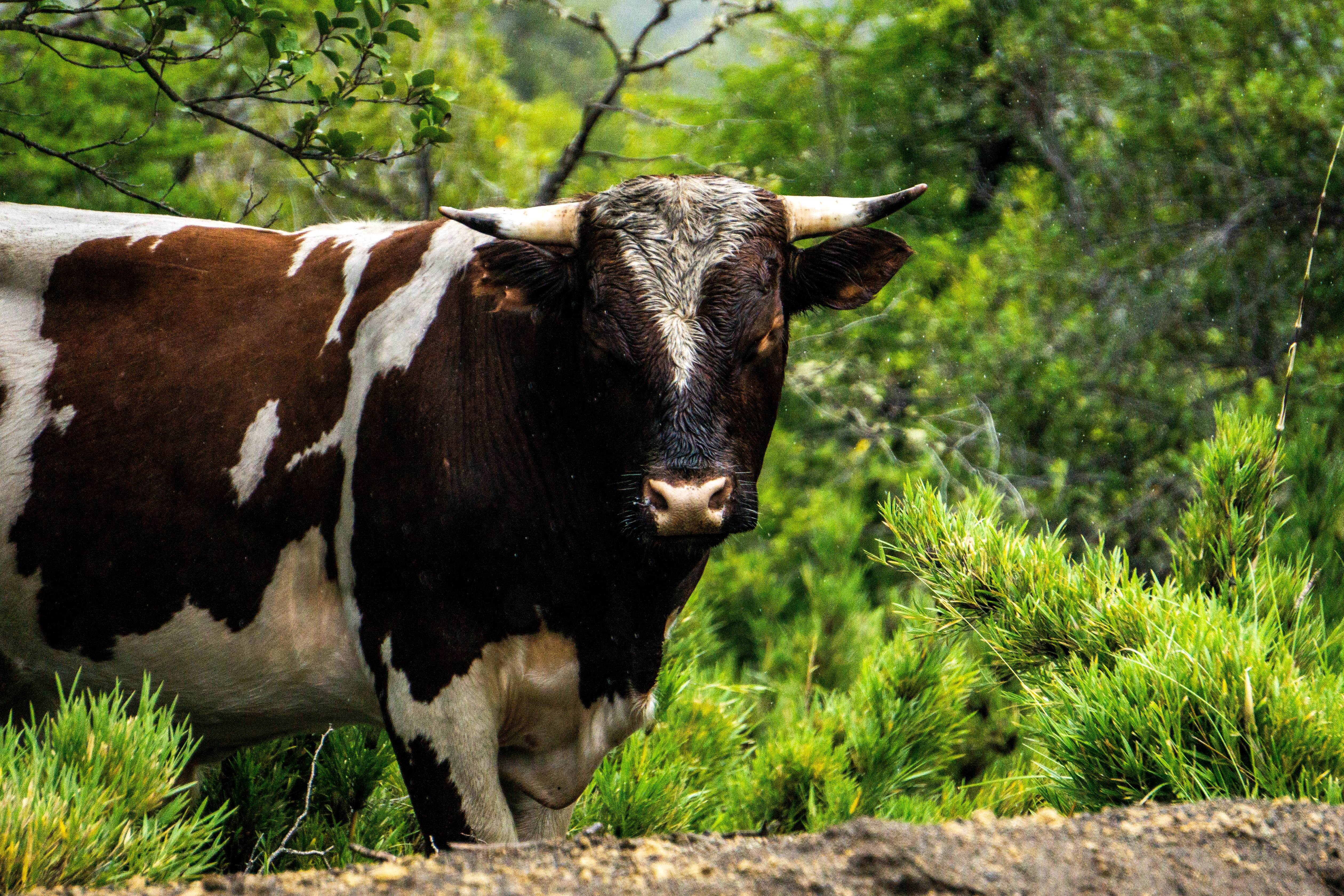 Cattle. Корова. Крупно-рогатый скот. Телка. Корова фото.