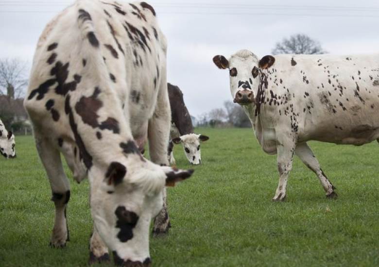 Lockdown leads to circular leather idea from Silvateam