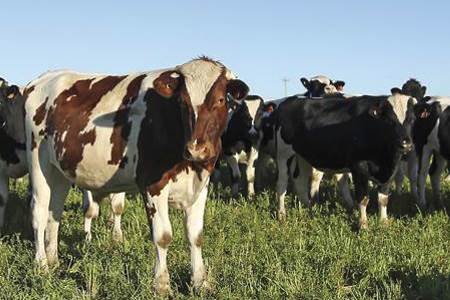 Animal welfare and animals as valuable providers of consumer products - leather, world leather