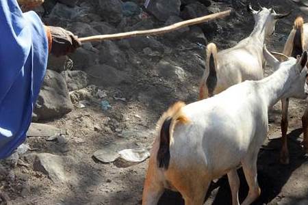 The value of livestock and animal protein in the fight against poverty and malnutrition - leather, world leather