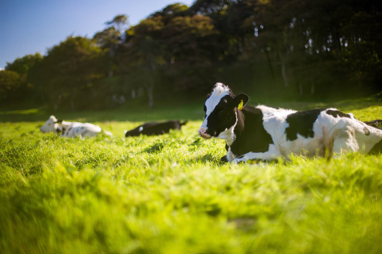 UK cattle farms assessed for carbon footprint