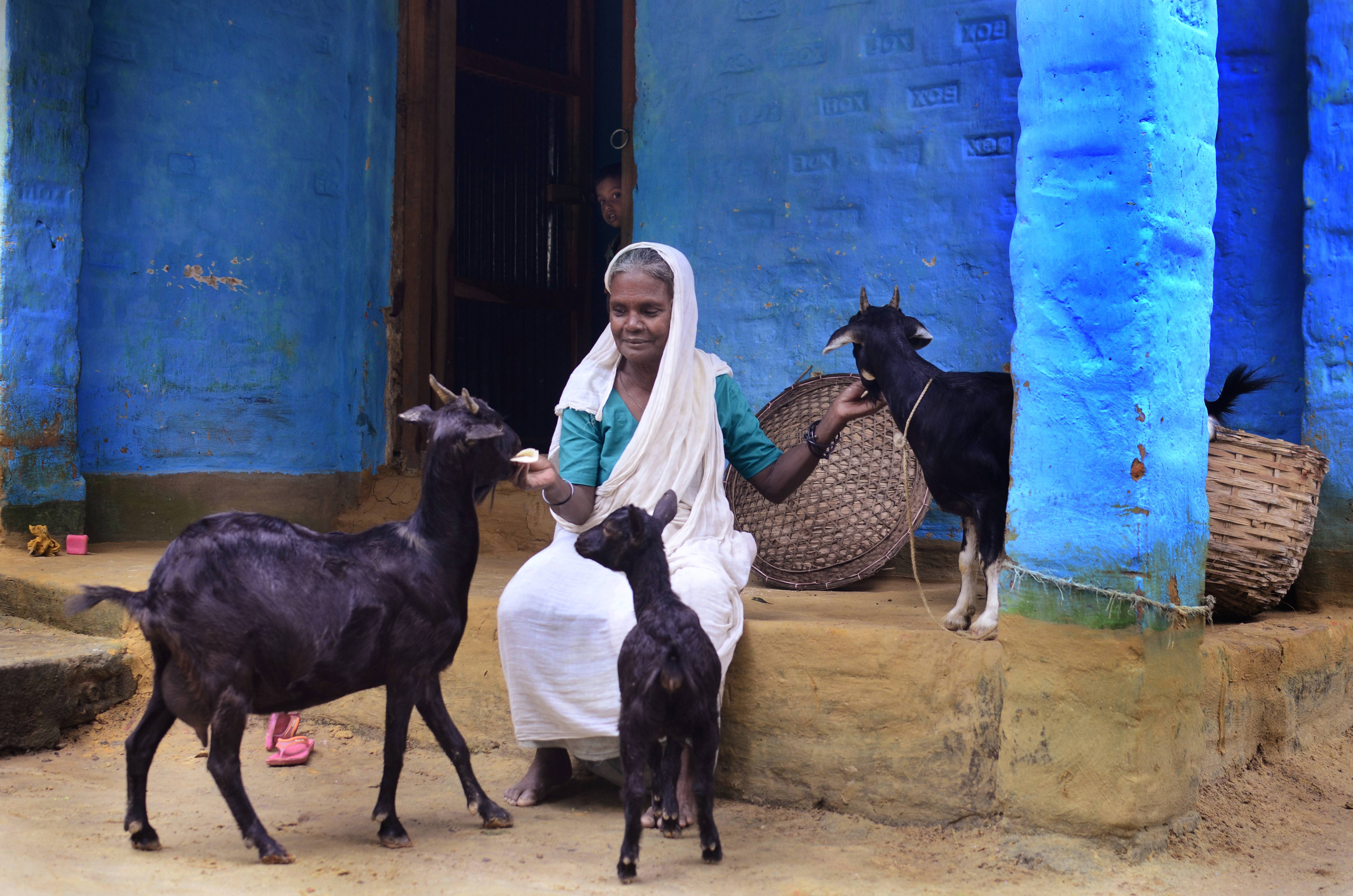 Multi-year programme will assess economic toll of animal disease