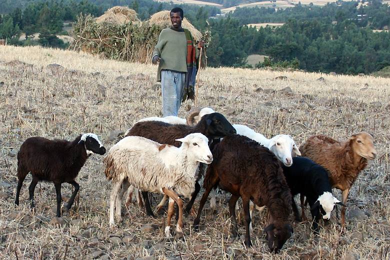 Tanzania aims to emulate Ethiopia’s leather industry