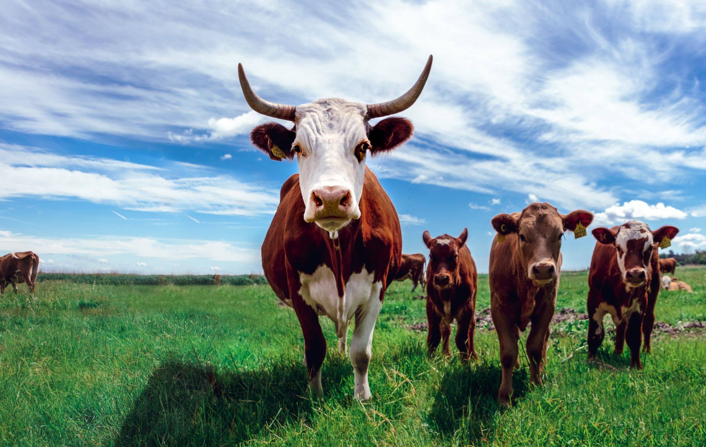 OIE launches reference platform for animal health