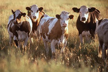 The importance of animal welfare to the leather industry                                                                                                                                                