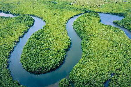 Action to keep the leather value chain deforestation-free - leather, world leather
