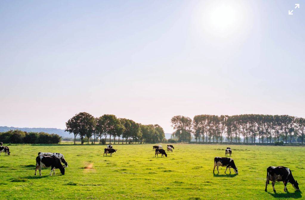 Tyson aims for net-zero greenhouse gas emissions