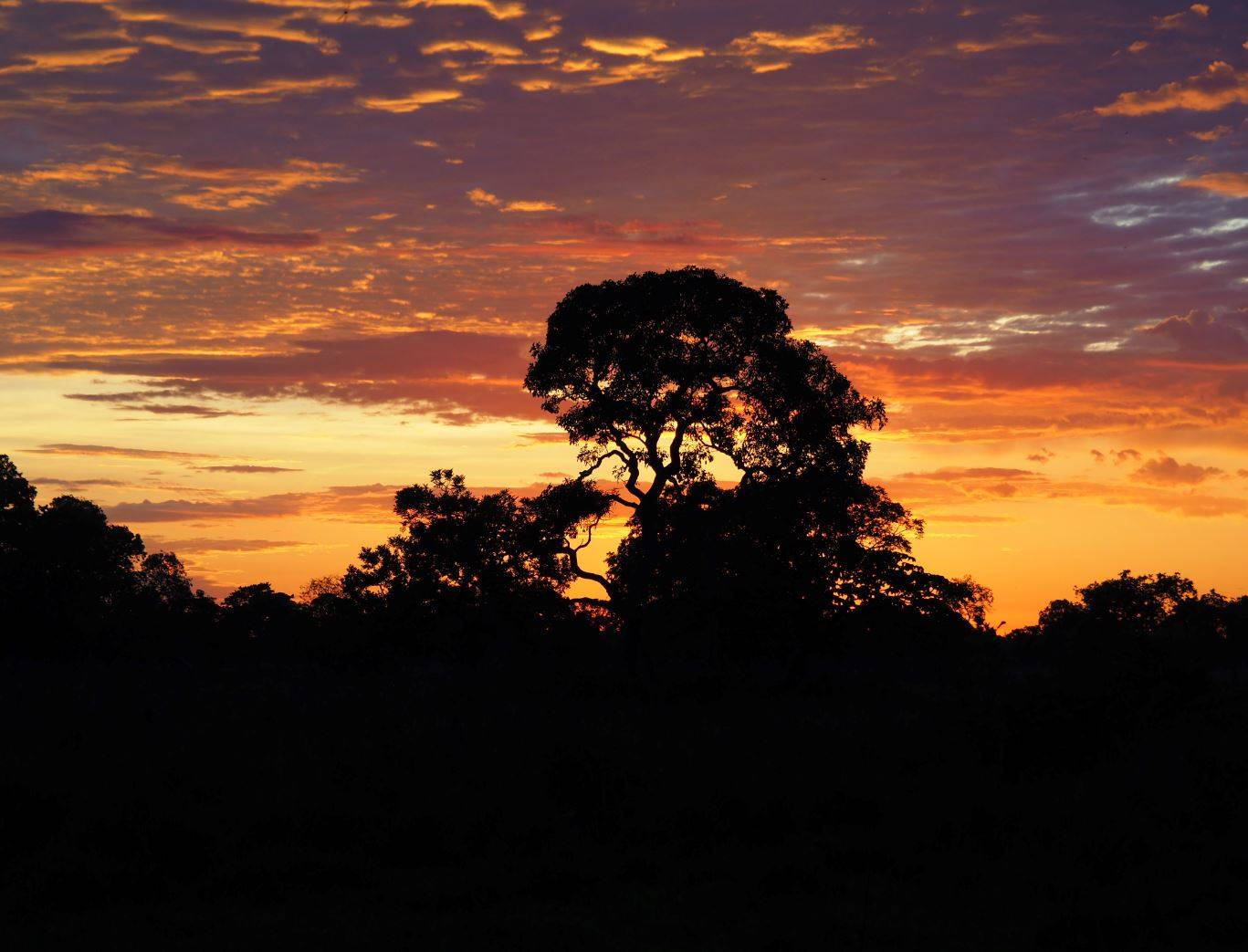 JBS moves deforestation commitments forward