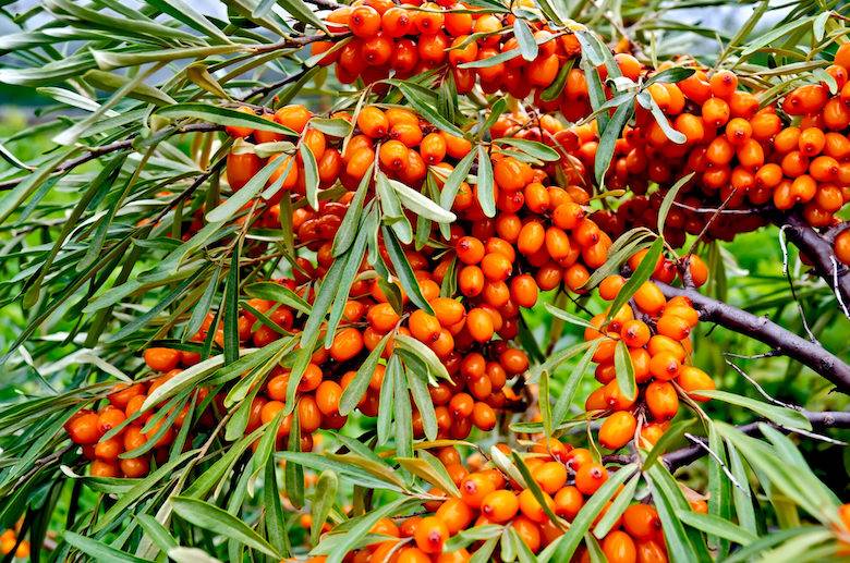 Sea buckthorn project can be game-changer for leather, Nera says