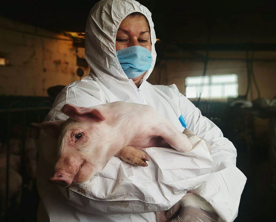 OIE asks for tighter border controls as ASF hits the Americas