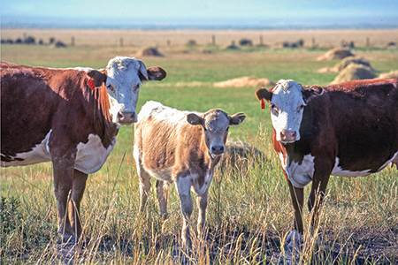 The meat industry and cattle hides - leather, world leather