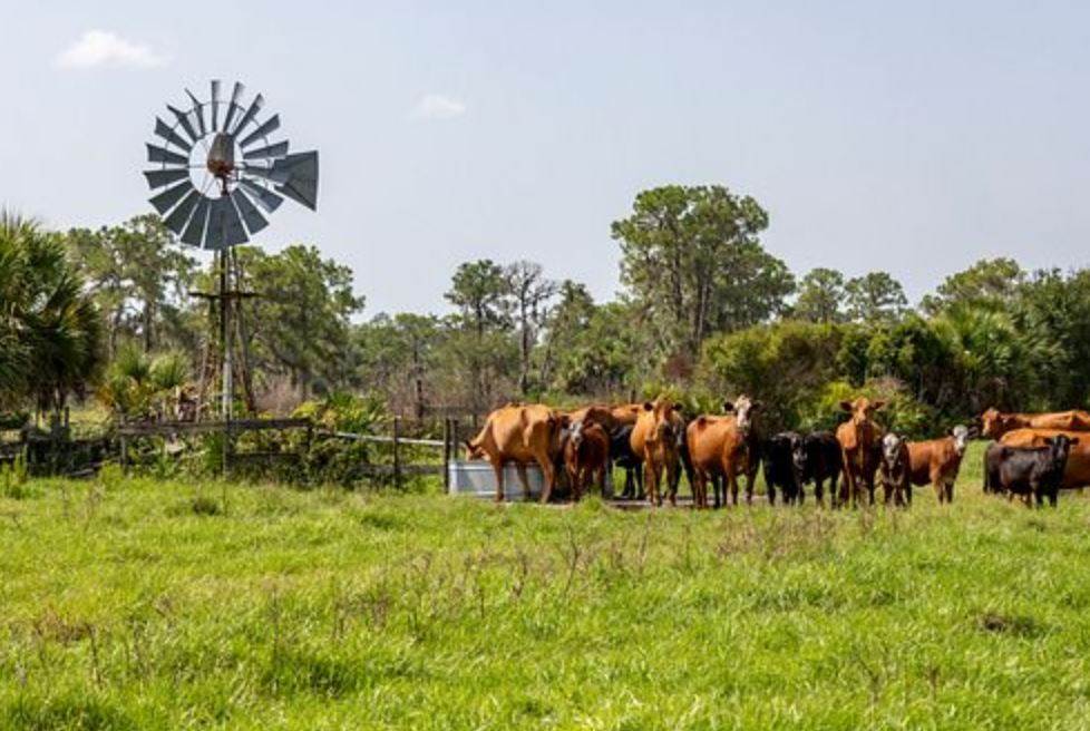 US cattle farmers aim for carbon neutrality by 2040