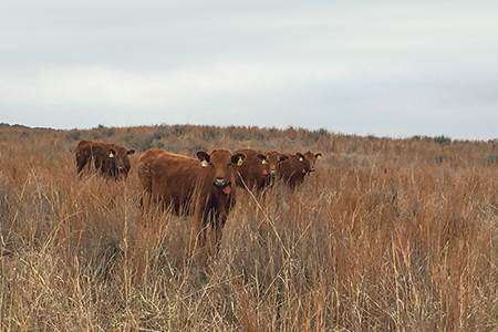 Stats prove animals-for-leather claims are false                                                                                                                                                        