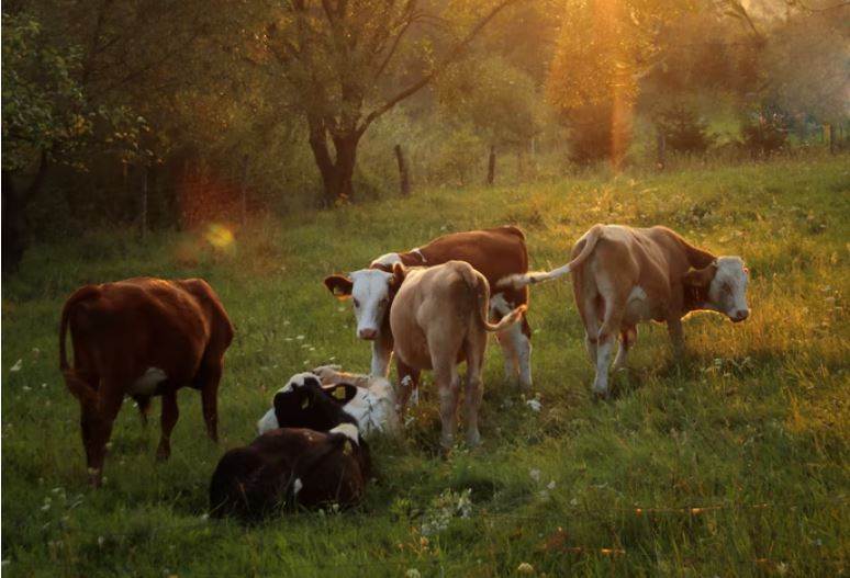 Regenerative sourcing scheme passes more than 2.5m acres