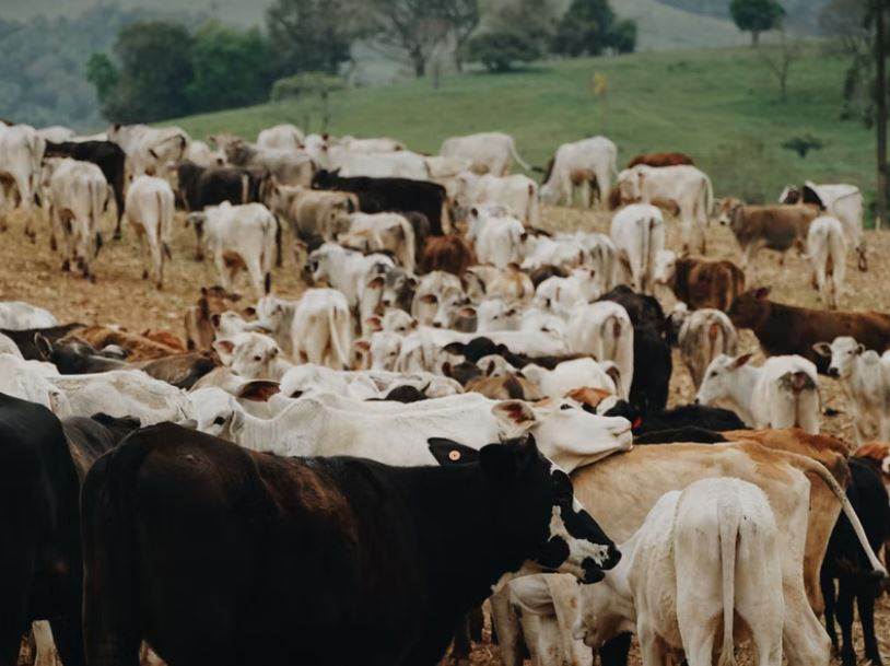 ISA TanTec partners WWF to set stricter sourcing guidelines