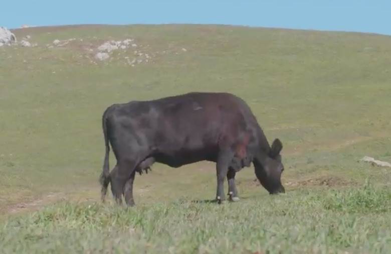 LHCA launches new documentary series