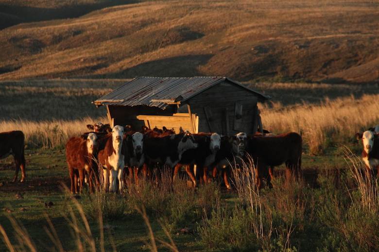 Scientists support livestock farming in Dublin Declaration