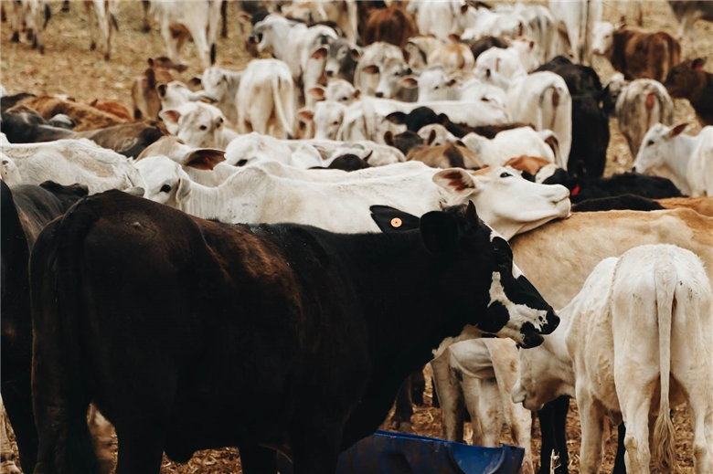 China lifts Brazilian beef ban