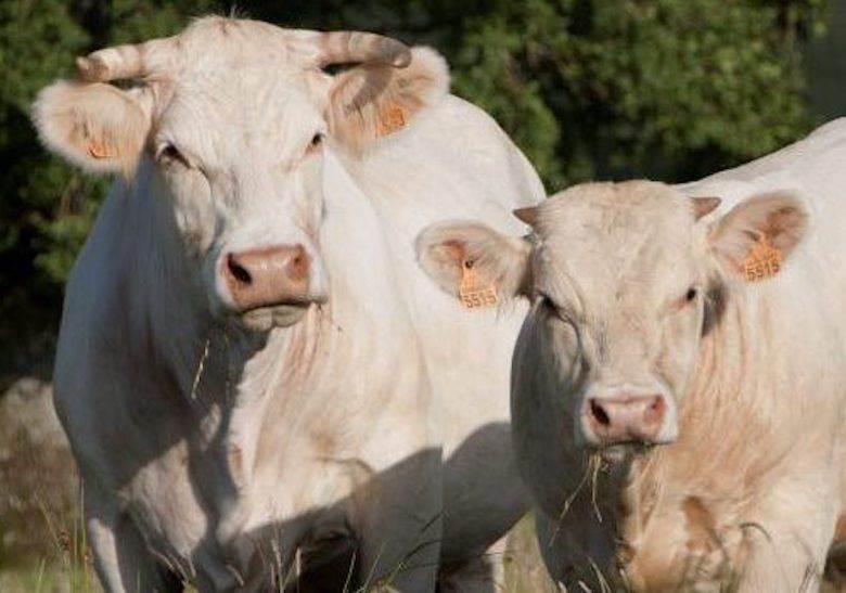 EU cattle slaughter falls in 2022